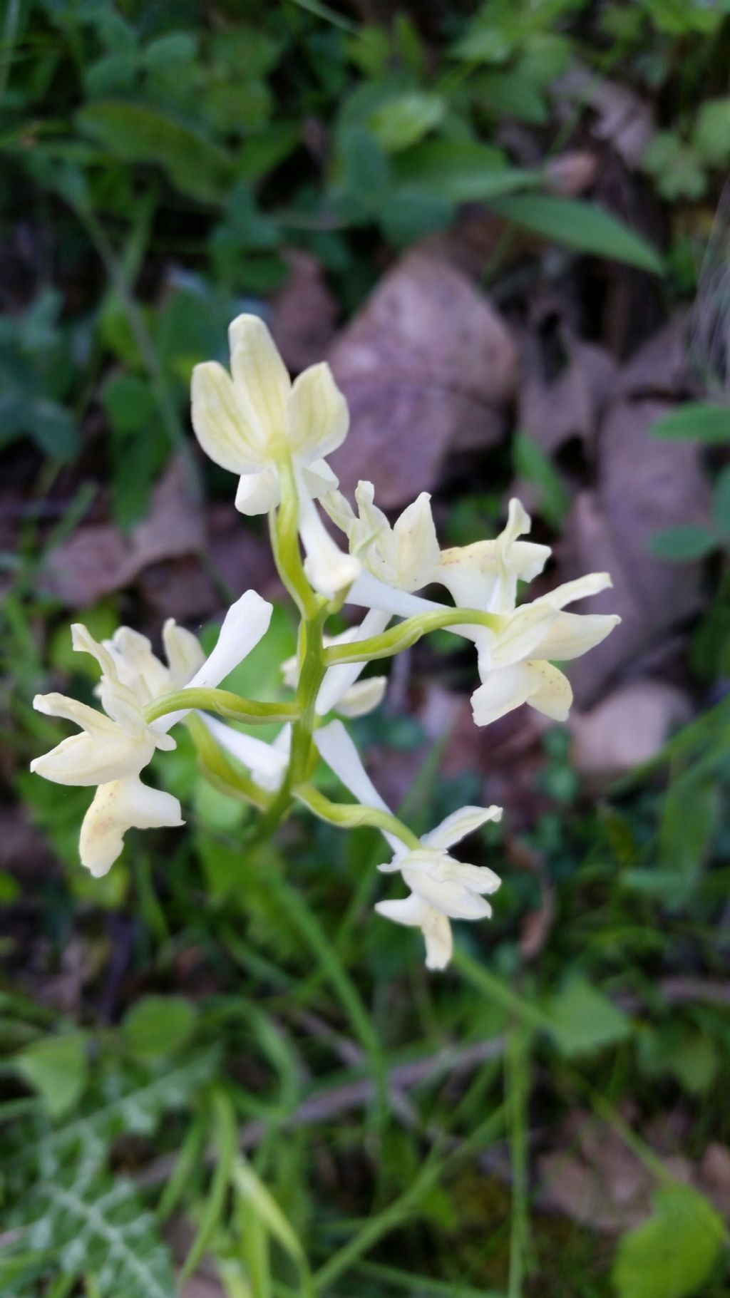 Orchis provincialis Balb. ex Lam. & DC. (Orchidaceae)